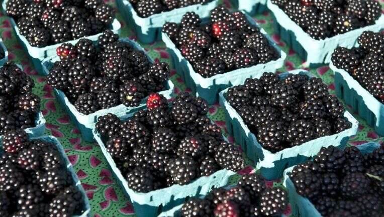 Blackberries