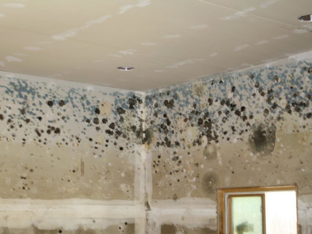 How to spot mold in your home?