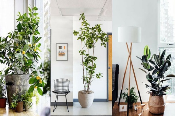 Decorate with large plants