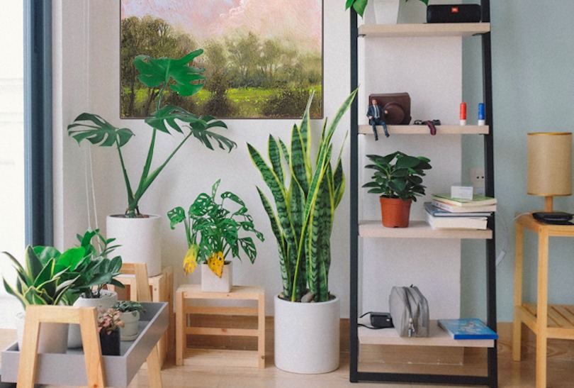 Biophilia Pep up Home