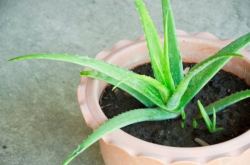 Aloe Vera Plant In Living Room