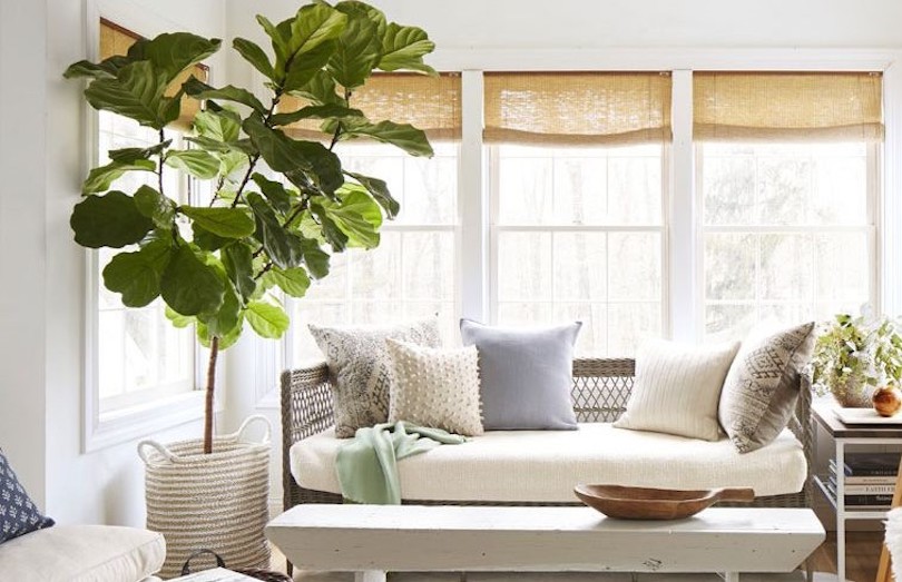 living room plants to dress up your space