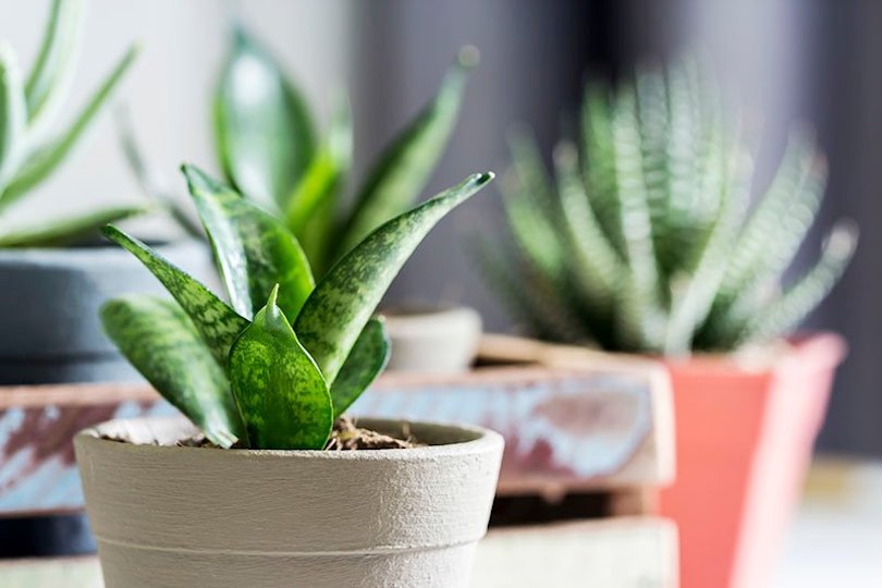 best living room plants to dress up your space