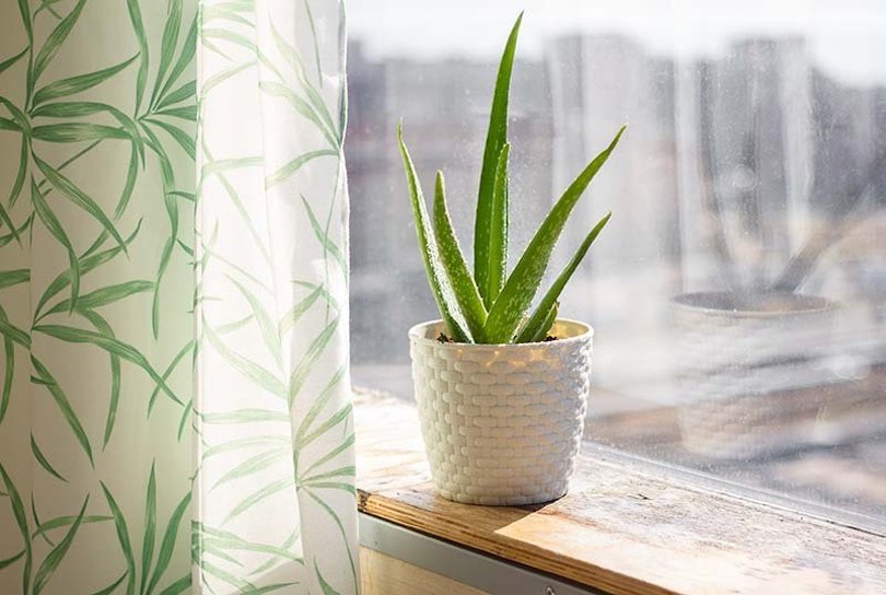 Aloe Vera - Best Indoor Plants