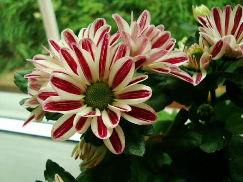 Chrysanthemum - Best Indoor Plants