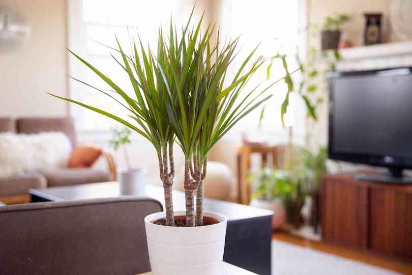 Red Edged Dracaena Plant - Best Indoor Plants