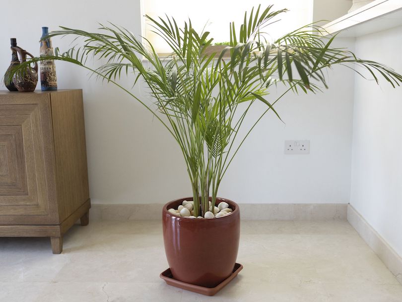 Bamboo Palm - Best Indoor Plants