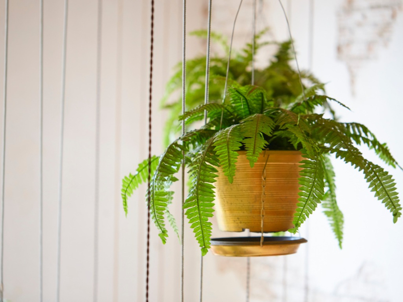 Boston Fern - Best Indoor Plants