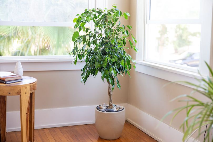 best indoor plants