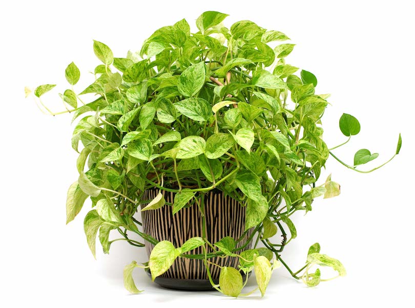 Golden Pothos - Best Indoor Plants