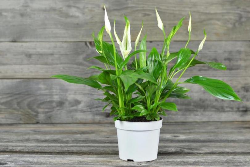 Peace Lily - Best Indoor Plants