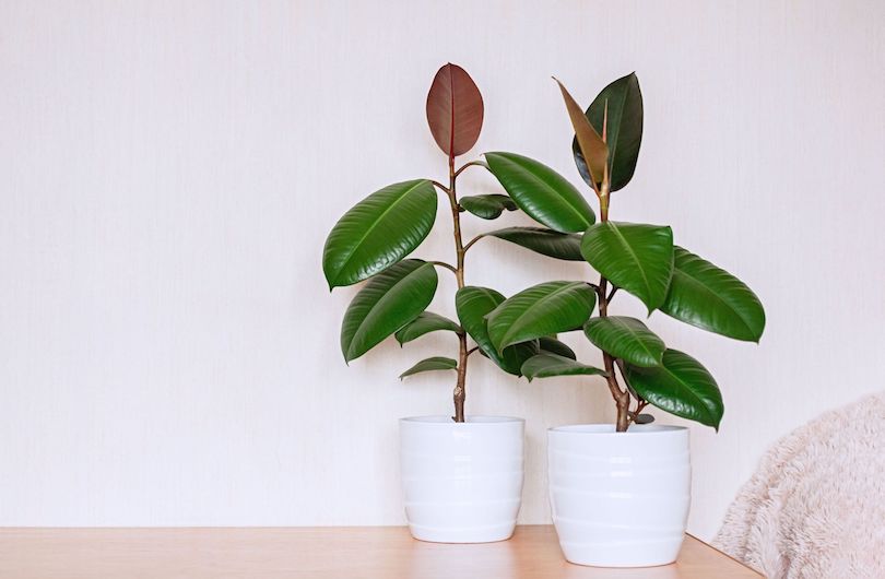 Rubber Plant - Best Indoor Plants