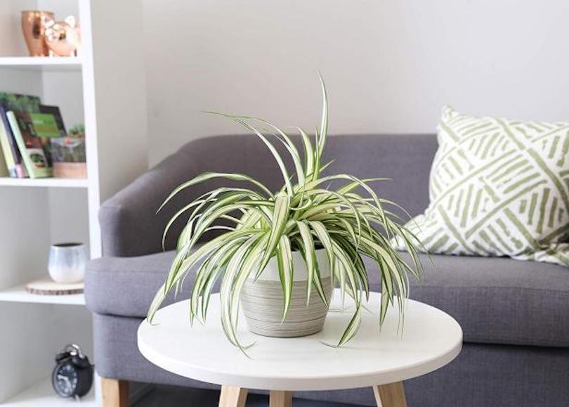 Spider Plant - Best Indoor Plants