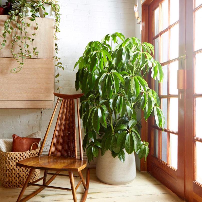 Umbrella Tree - Best Indoor Plants