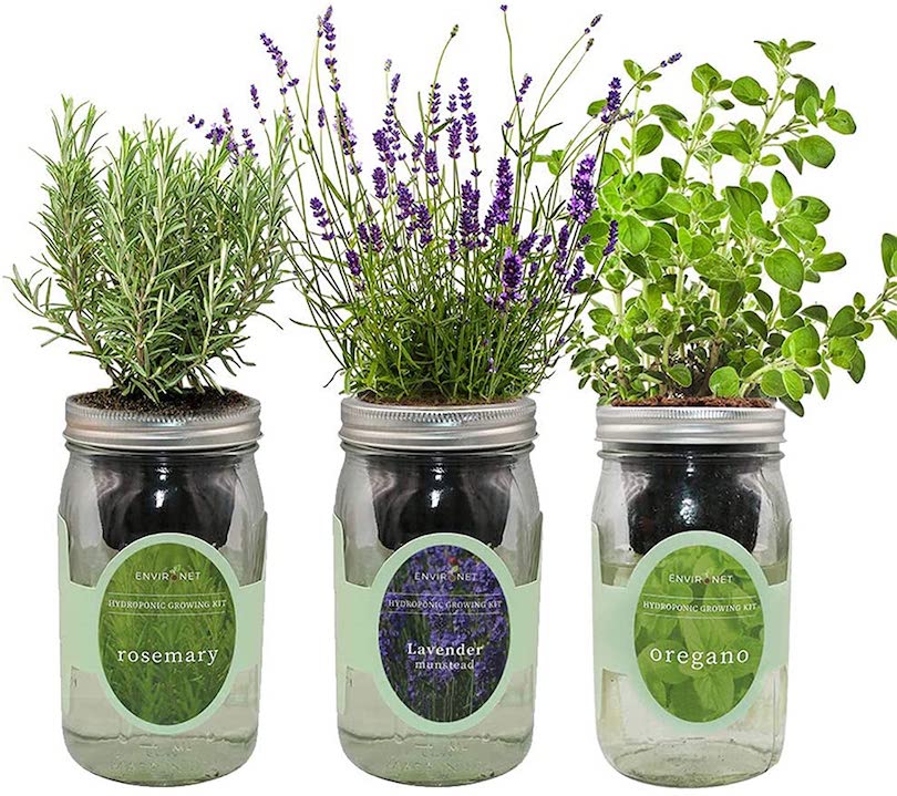 Mason Jar Garden Kit - Thanksgiving Gifts For Employees