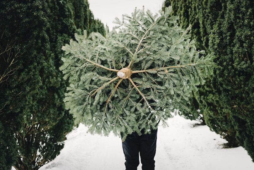 ways to recycle christmas tree