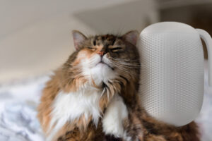 Groomatic Automatic Cat Brush To Keep Your Feline Well Groomed