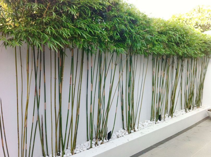 bamboo-garden-landscape-ideas - Bamboos Taller Than the Wall