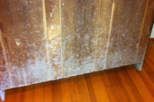 How to Prevent Mold on Wood