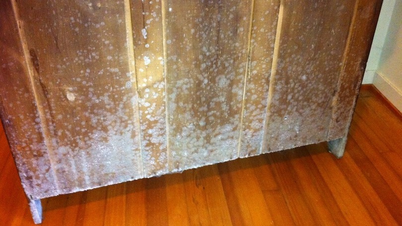 how to treat mold on wood studs