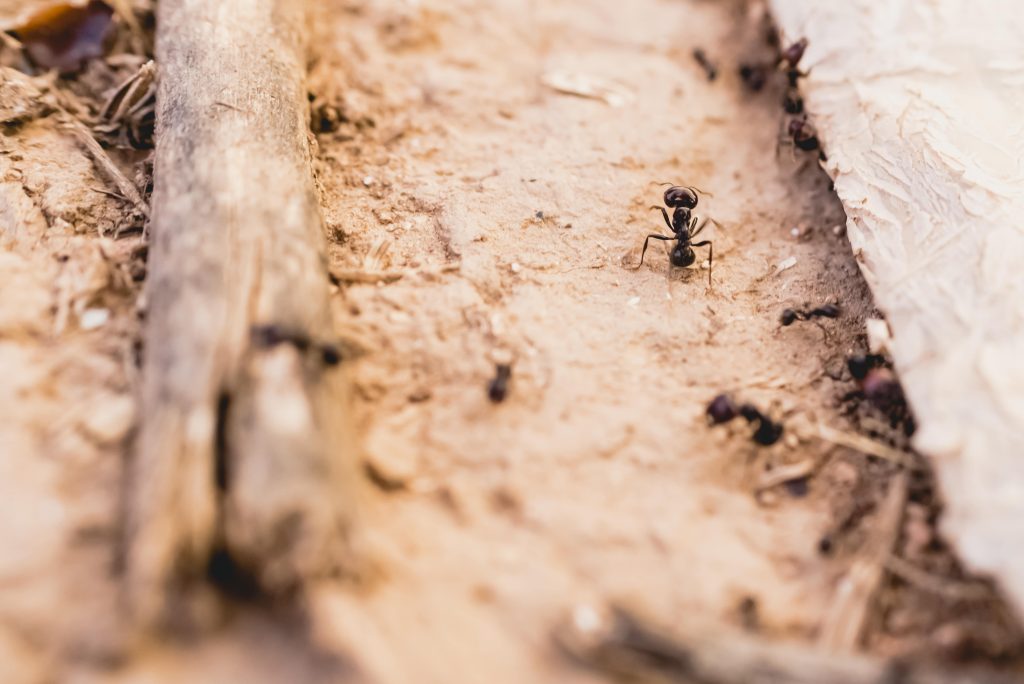 how to get rid of sugar ants in outlets