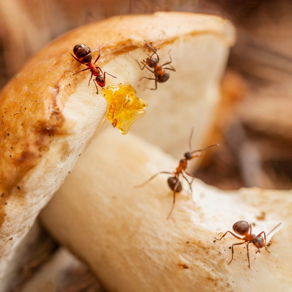 how to find sugar ants nest