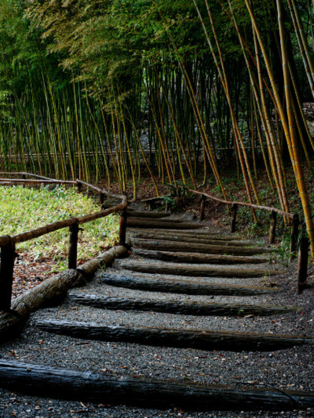 Bamboo Garden Landscape Ideas to Inspire You