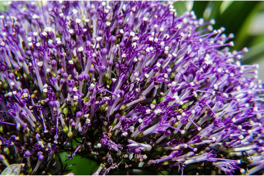 Bluebeard (Caryopteris)