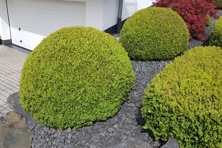 Boxwood (Buxus)