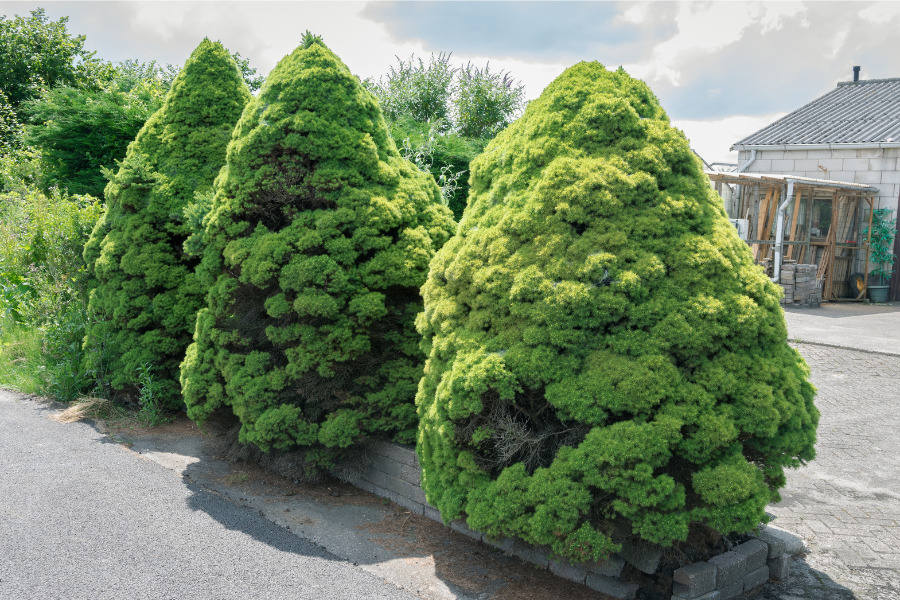 Dwarf Alberta Spruce (Picea Glauca 'Conica')