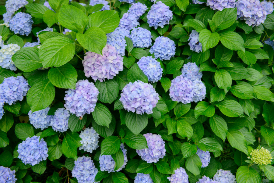 Hydrangea (Hydrangea Macrophylla)