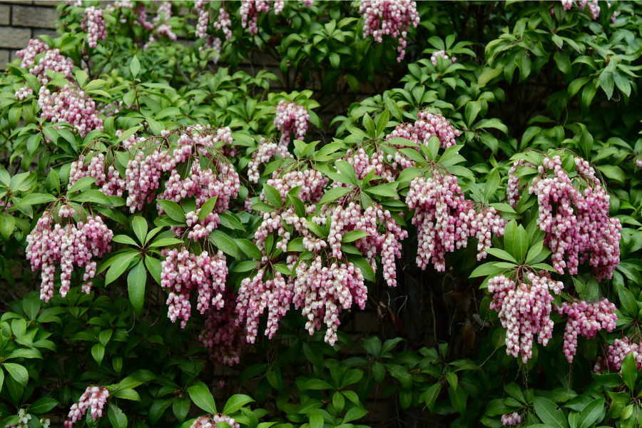  Japanese Pieris (Pieris Japonica)