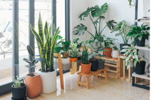 Best indoor plants for oxygen