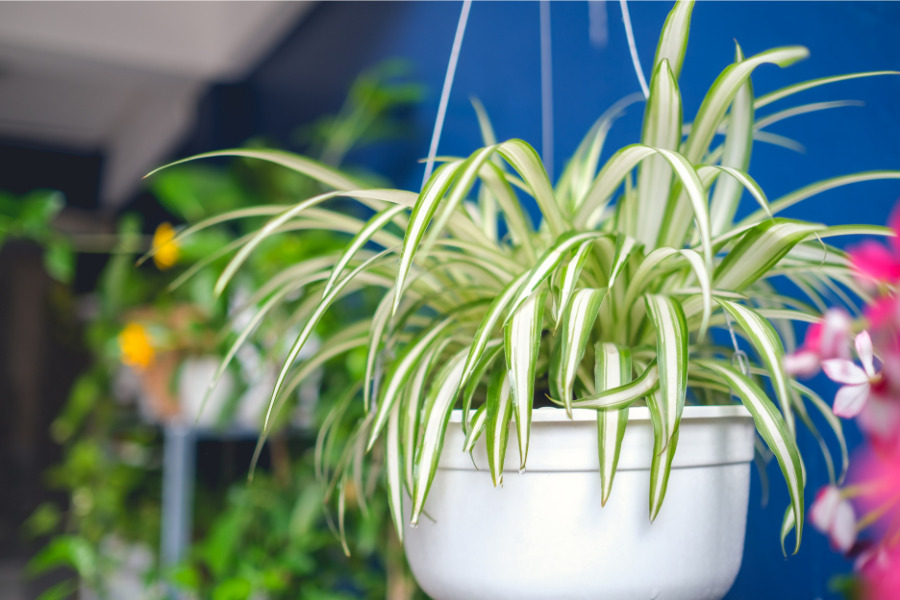 How to Make Your Spider Plant Bushier