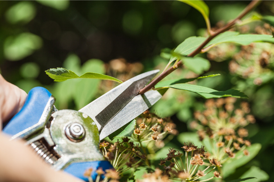 Regular Pruning