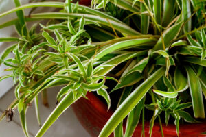 How to Make Your Spider Plant Bushier