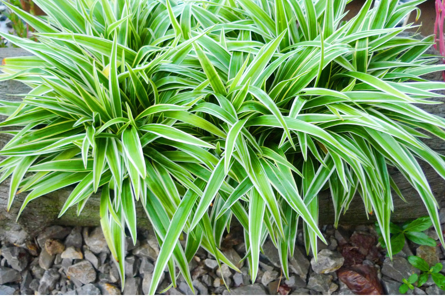 How to Make Your Spider Plant Bushier