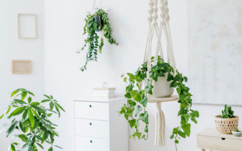 Best Indoor Hanging Plants