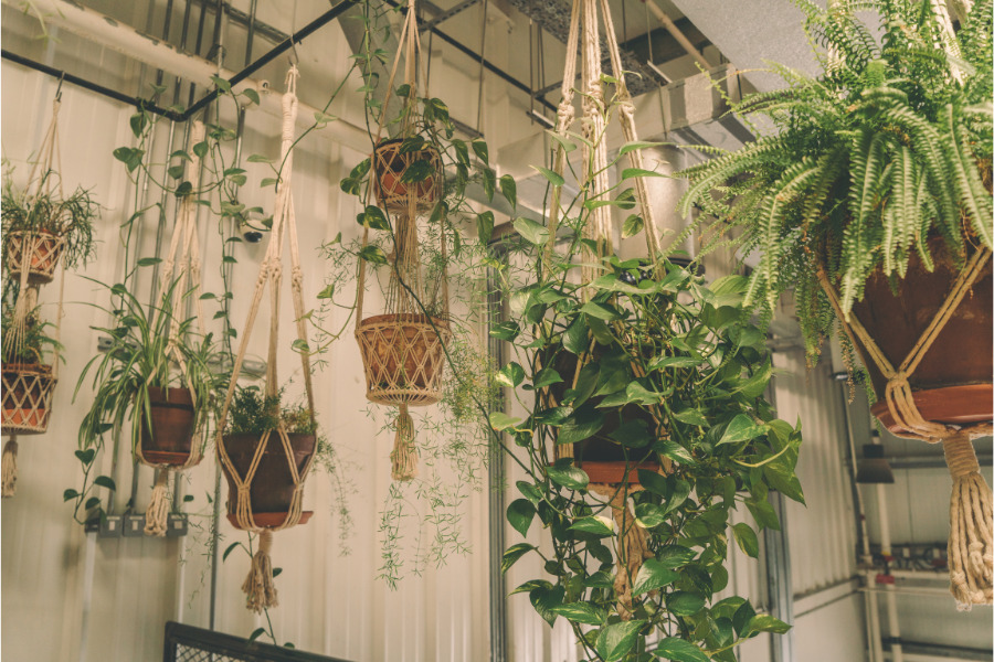 Best Indoor Hanging Plants - Pep Up Home