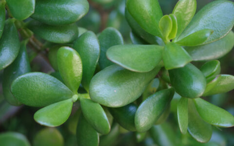 A Step-by-Step Guide to Propagating Jade Plants