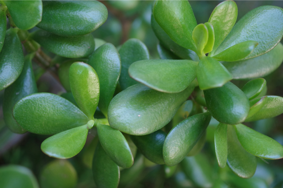 A Step-by-Step Guide to Propagating Jade Plants