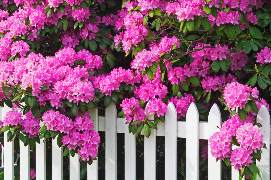 Rhododendron (Rhododendron)