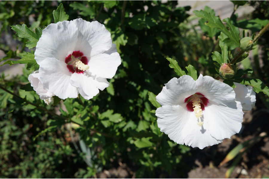 Rose of Sharon (Hibiscus Syriacus)