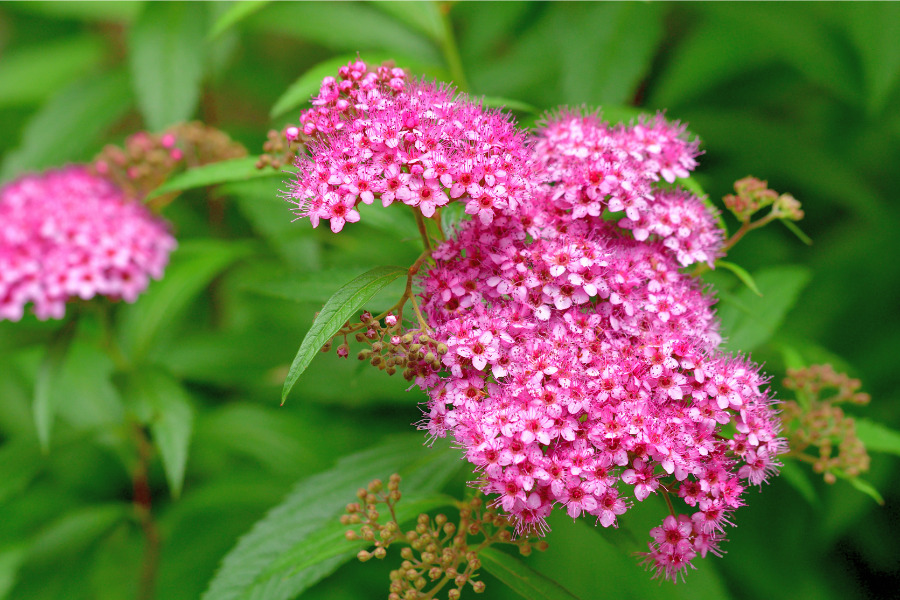 Spirea (Spiraea)