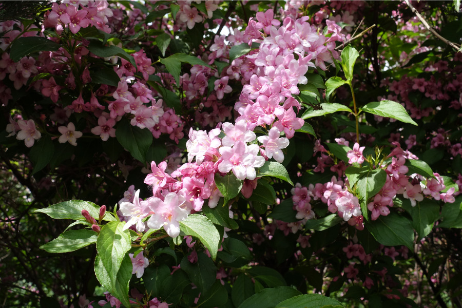 Weigela (Weigela Florida)