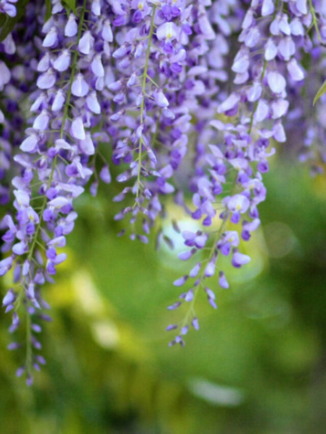 Japanese Flowers