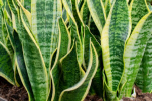 Snake Plant