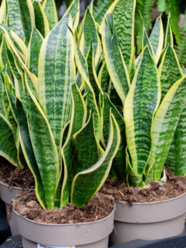 Best Indoor Plants for Clean Air