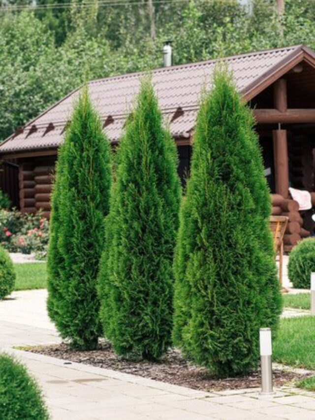 Best Bushes for the Front of the House