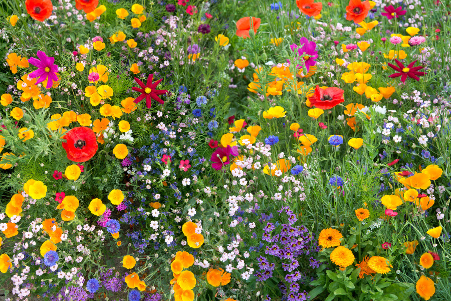 flowers name in spanish